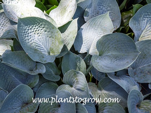 Hosta Blue Jay
This plant had very glaucous leaves
(May 12)